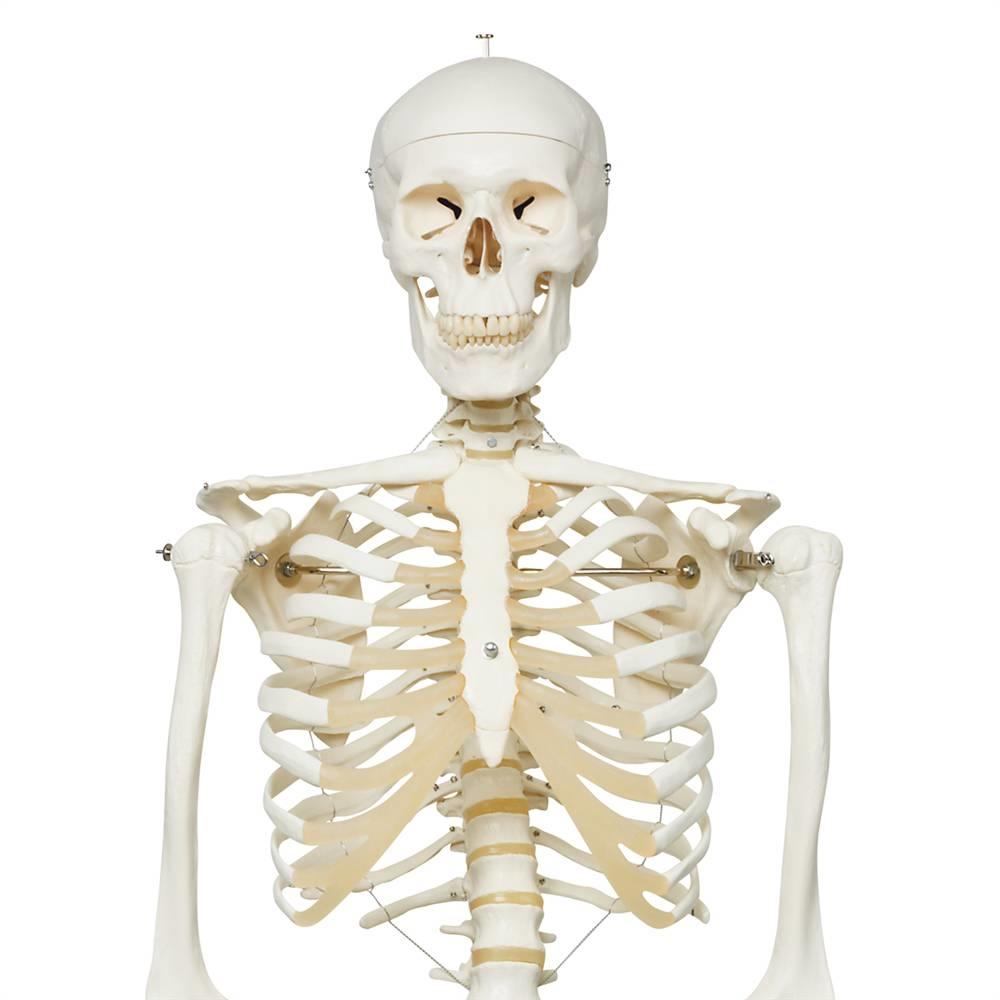 1. 3B Scientific Skeleton Models