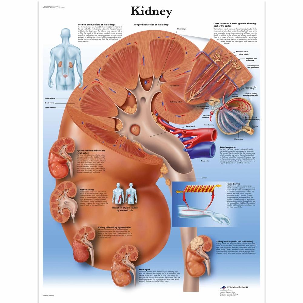 1. Kidney Charts