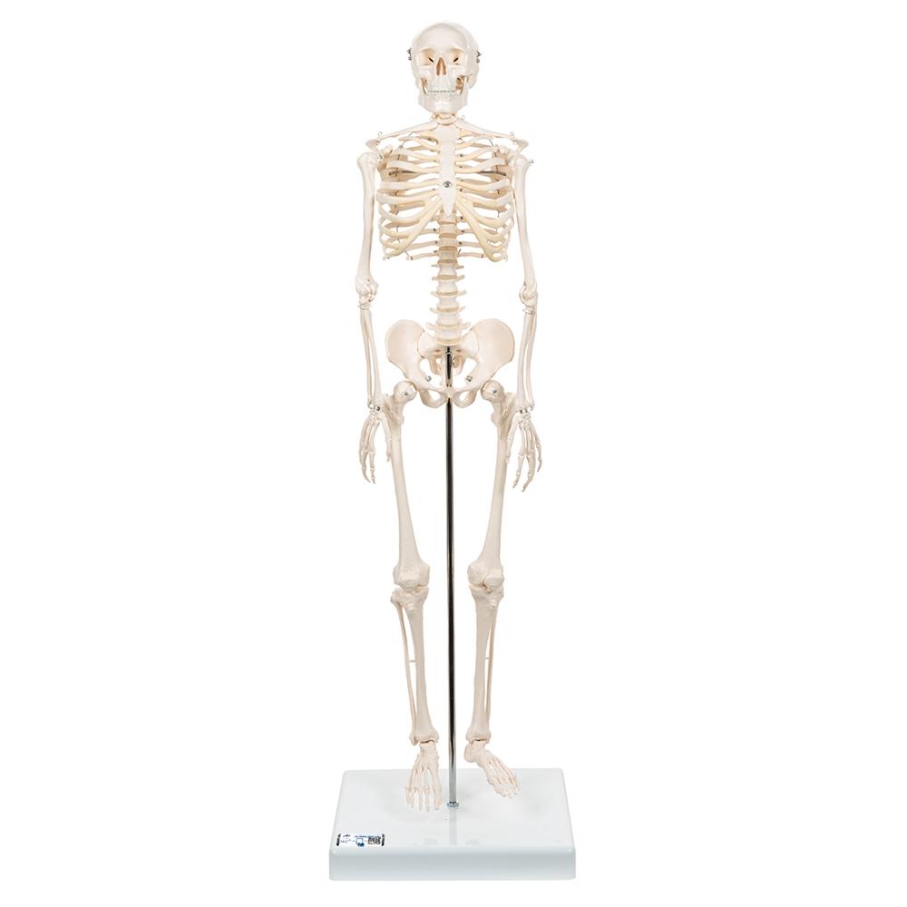 1. Mini Skeleton Models