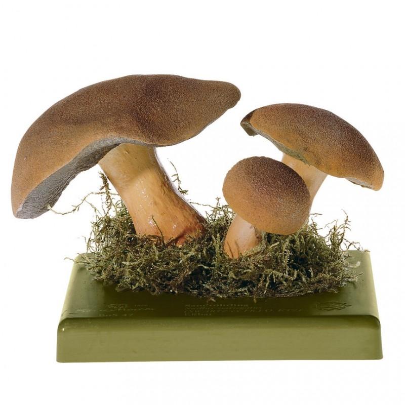 Fungi Models