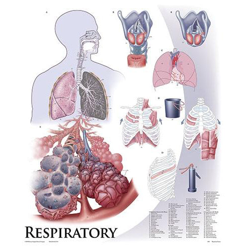 1. Respiratory Systems Chart