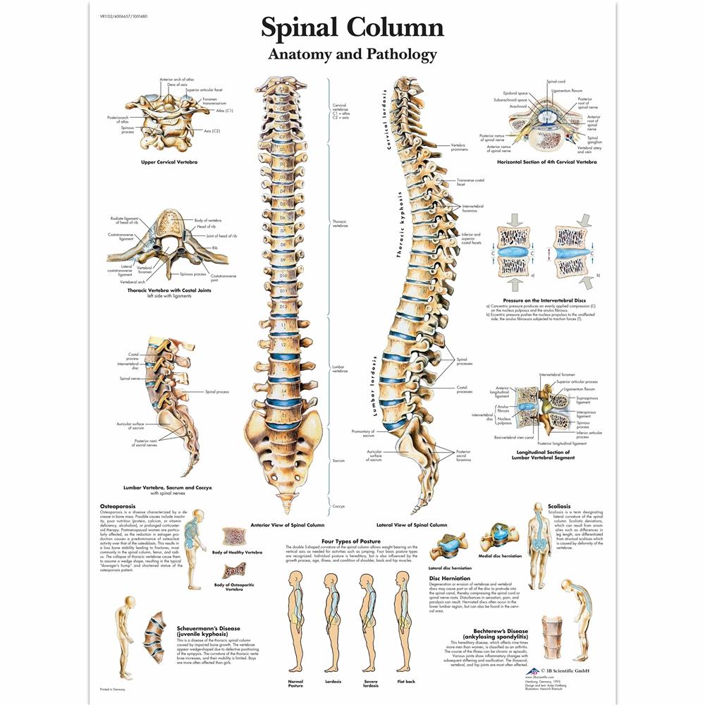 Spine-Vertebrae Charts