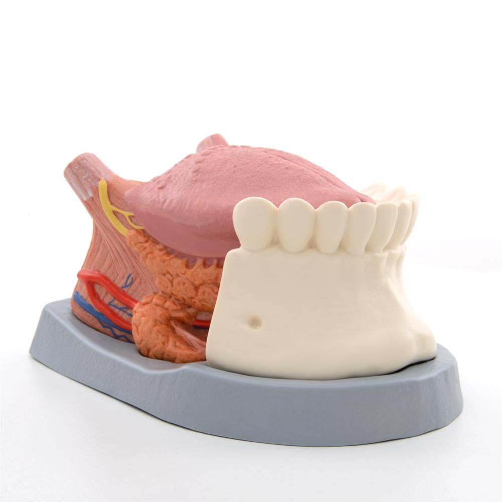 Tongue Models Dental Models