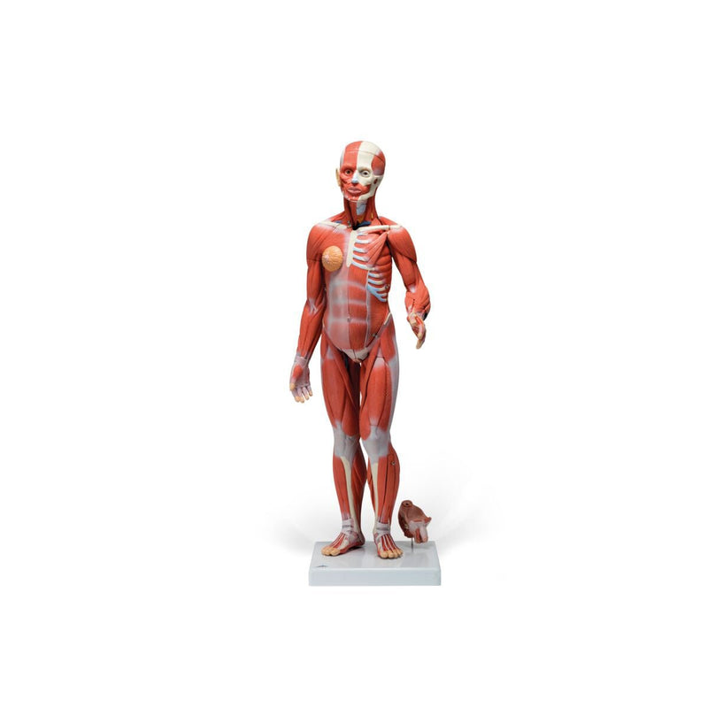 1/2 Life-Size Complete Dual Gender Muscle Figure, 33-part
