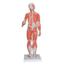 1/2 Life-Size Complete Dual Gender Muscle Figure, 33-part