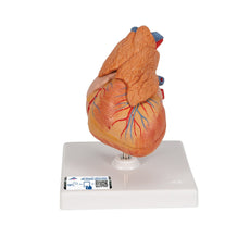 Classic Heart with Thymus, 3-part