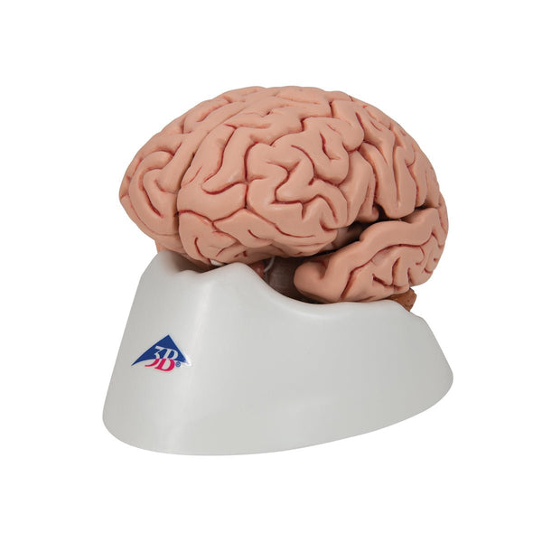 Classic Human Brain Anatomy Model, 5 part – GTSimulators.com