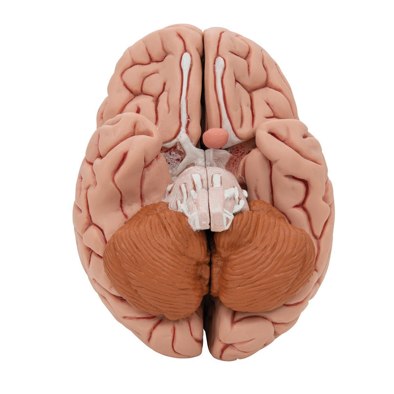 Classic Human Brain Anatomy Model, 5 part