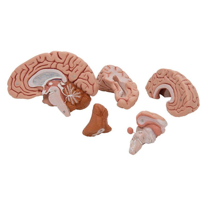 Classic Human Brain Anatomy Model, 5 part