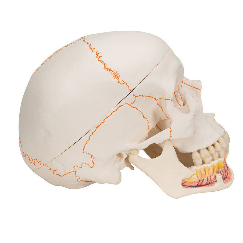 Classic Skull Model with Opened Jaw, 3-part