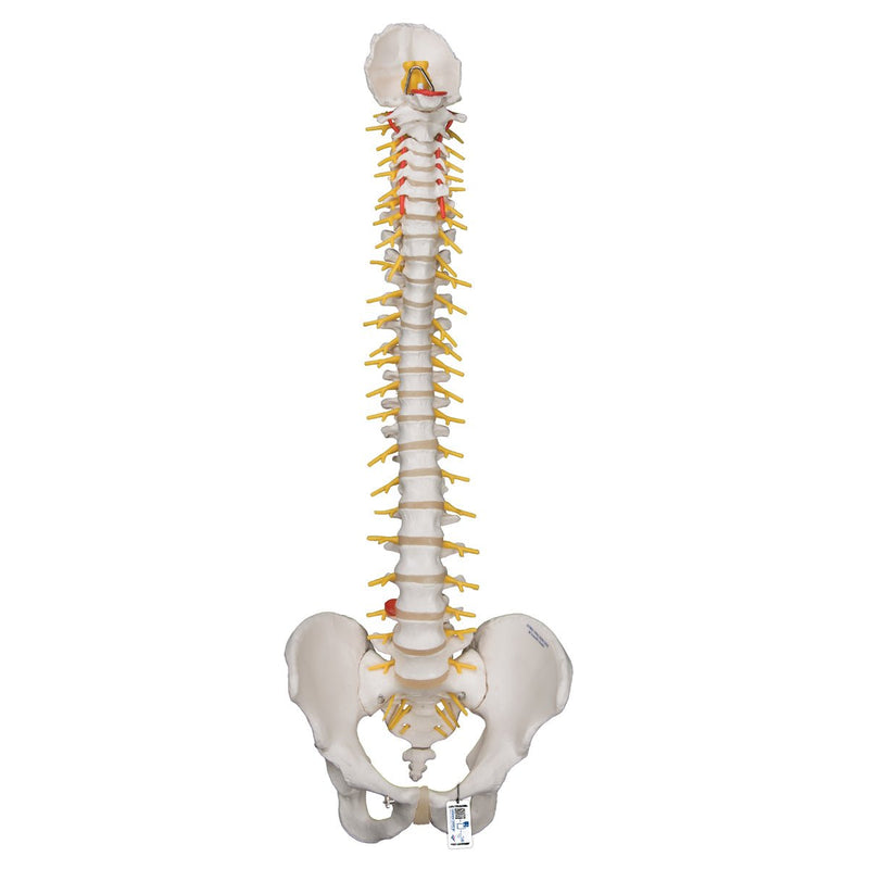 Deluxe Flexible Spine Model