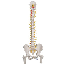 Deluxe Flexible Spine Model with Femur Heads