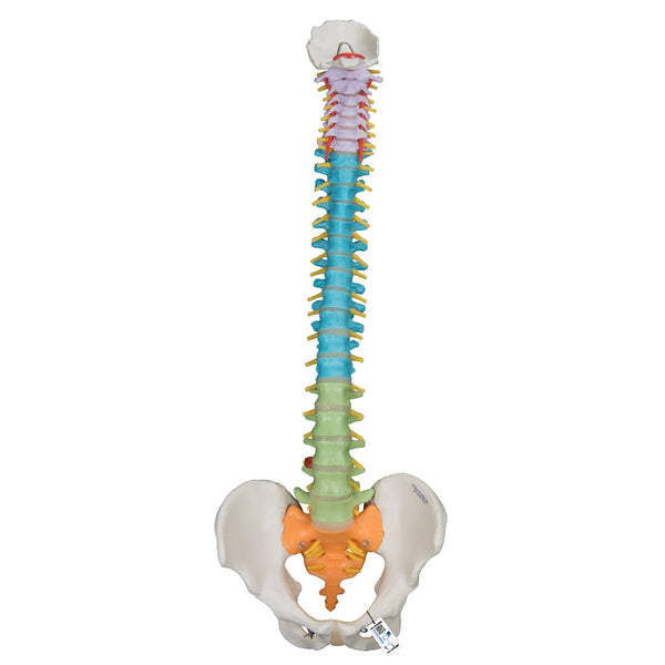 Didactic Flexible Spine Model – GTSimulators.com