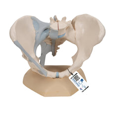 Female Pelvis with Ligaments, 3 part