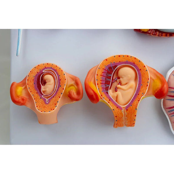 Fertilization Stages – GTSimulators.com