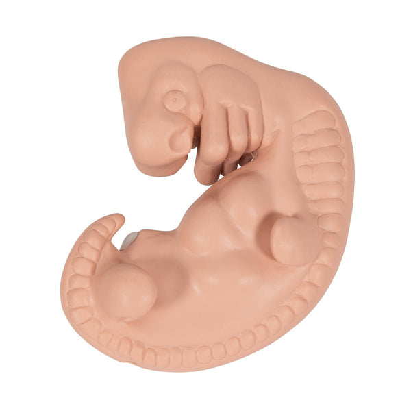 Giant 4 Weeks Old Embryo, 25x life-size – GTSimulators.com