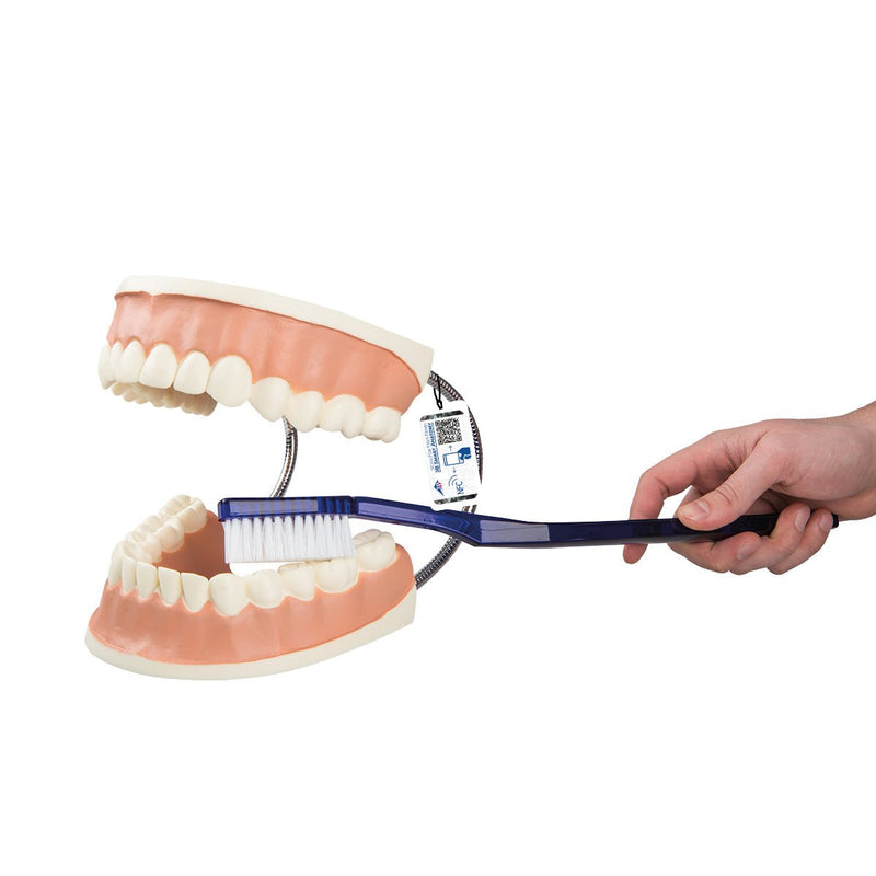 Giant Dental Care Model 3x life-size