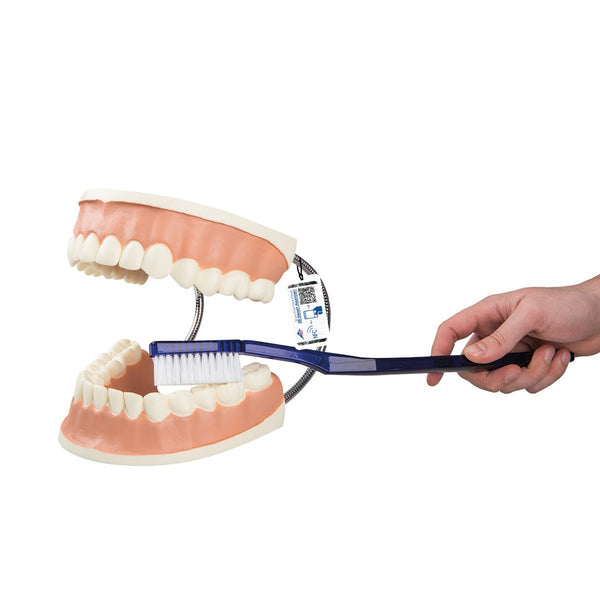 Giant Dental Care Model, 3 times life-size D16 – GTSimulators.com