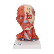 Head and Neck Musculature Model, 5-part