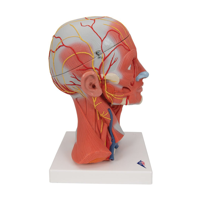 Head and Neck Musculature Model, 5-part