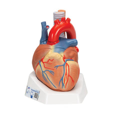 Heart Anatomy Model, 7-part