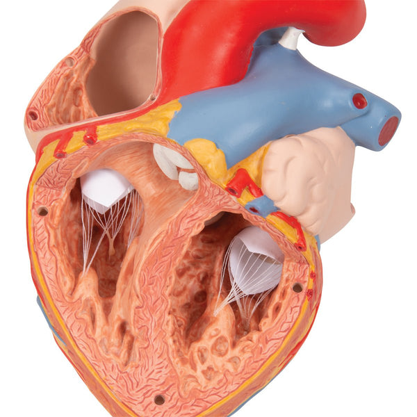 heart-with-esophagus-and-