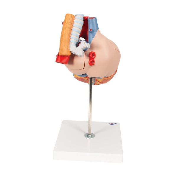 Heart with Esophagus and Trachea, 2x life size, 5 part