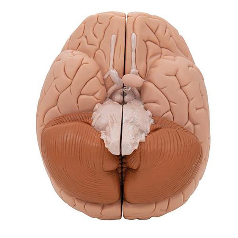 Human Brain Model, 2 parts