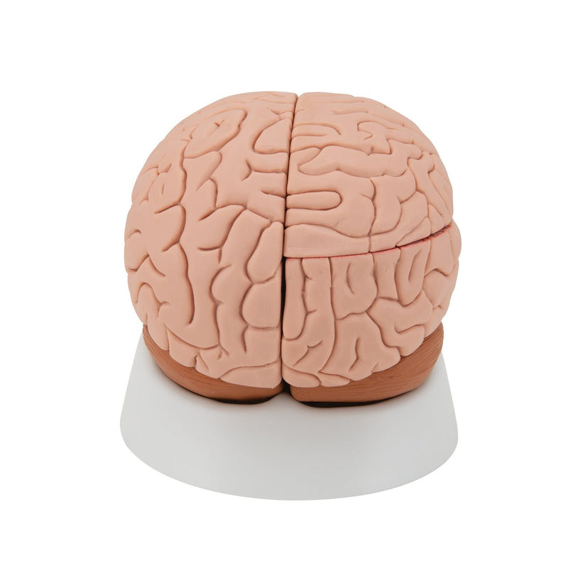Human Brain Model, 4 parts