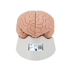 Human Brain Model, 4 parts