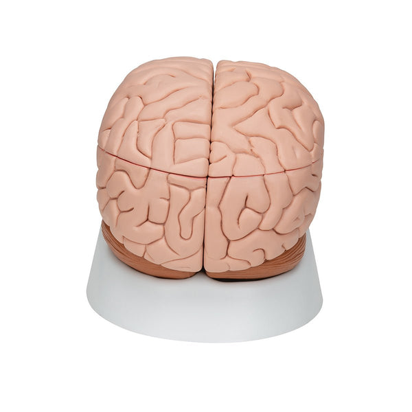 Human Brain Model, 8 parts – GTSimulators.com