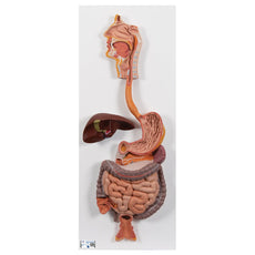 Human Digestive System, 2-part