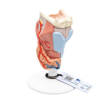 Human Larynx Model, 2-part