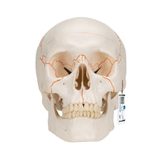 Human Skull Model, 3 part