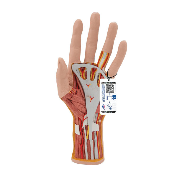 Internal Structure of the Hand Model, 3 part – GTSimulators.com