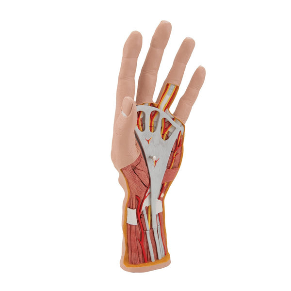 Internal Structure of the Hand Model, 3 part – GTSimulators.com