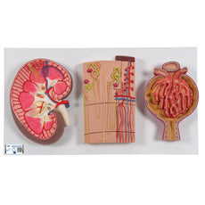 Kidney Section Model with Nephrons, Blood Vessels & Renal Corpuscle