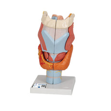 Larynx Model, 2x full-size, 7-part