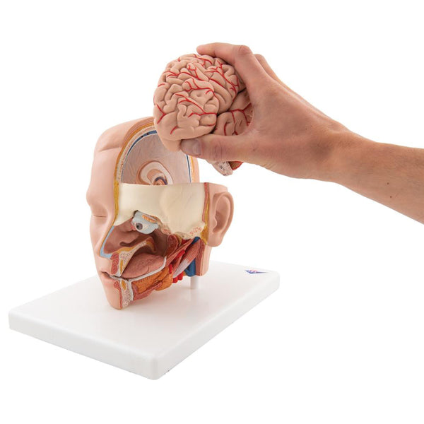 life-size-head-model-6-part-