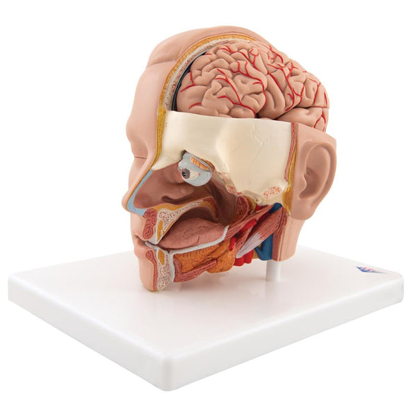 life-size-head-model-6-part-