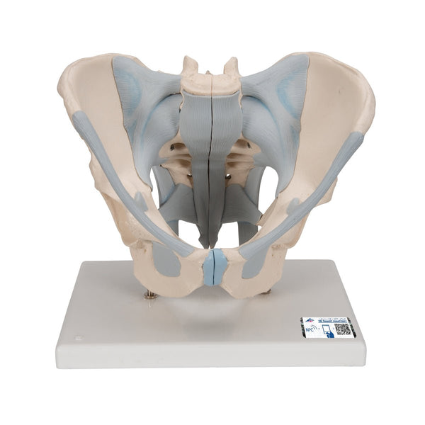Male Pelvis with Ligaments, 2-part – GTSimulators.com