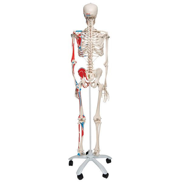 Max Skeleton with Painted Muscle Origins and Inserts on Pelvic