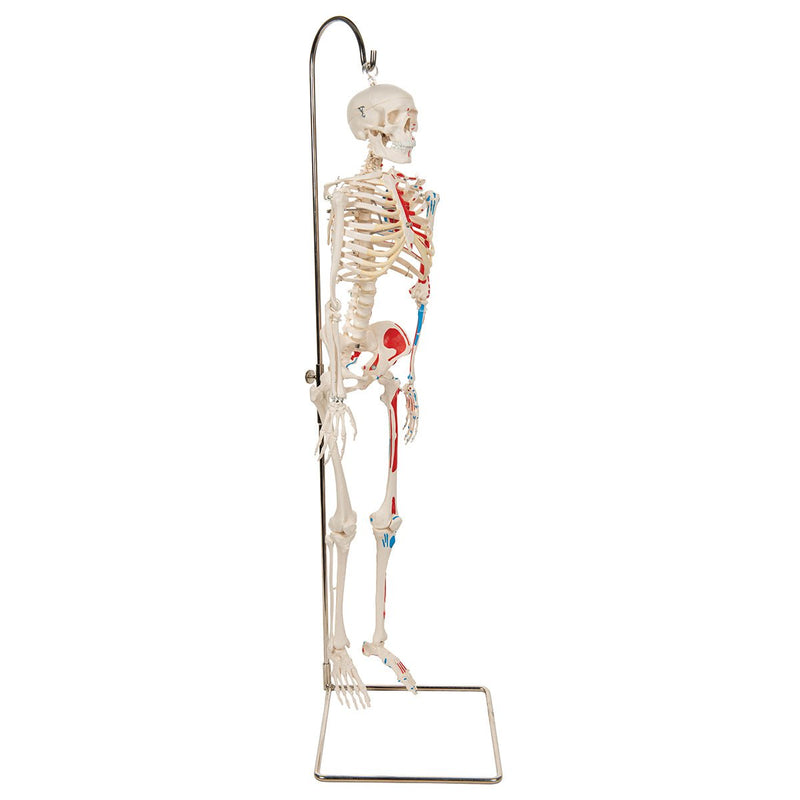 Mini Human Skeleton Shorty with Painted Muscles, On Hanging Stand