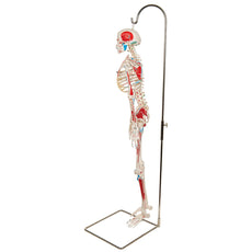 Mini Human Skeleton Shorty with Painted Muscles, On Hanging Stand