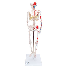 Mini Human Skeleton Shorty with Painted Muscles, On Pelvic Stand