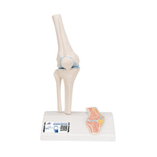 Mini Knee Joint Model with cross section, on base