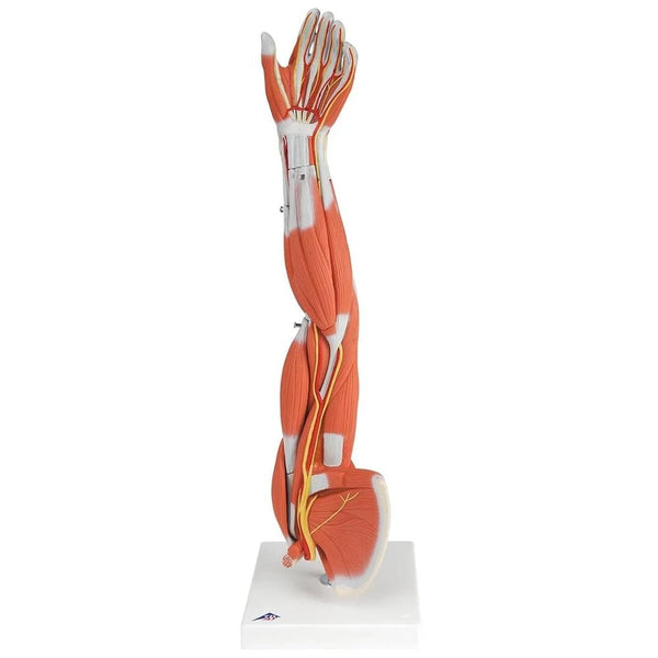3B Scientific M11 Life-Size Deluxe Muscle Arm Model - 6-Part Anatomy Model, 27.6 Inches Tall - View #3