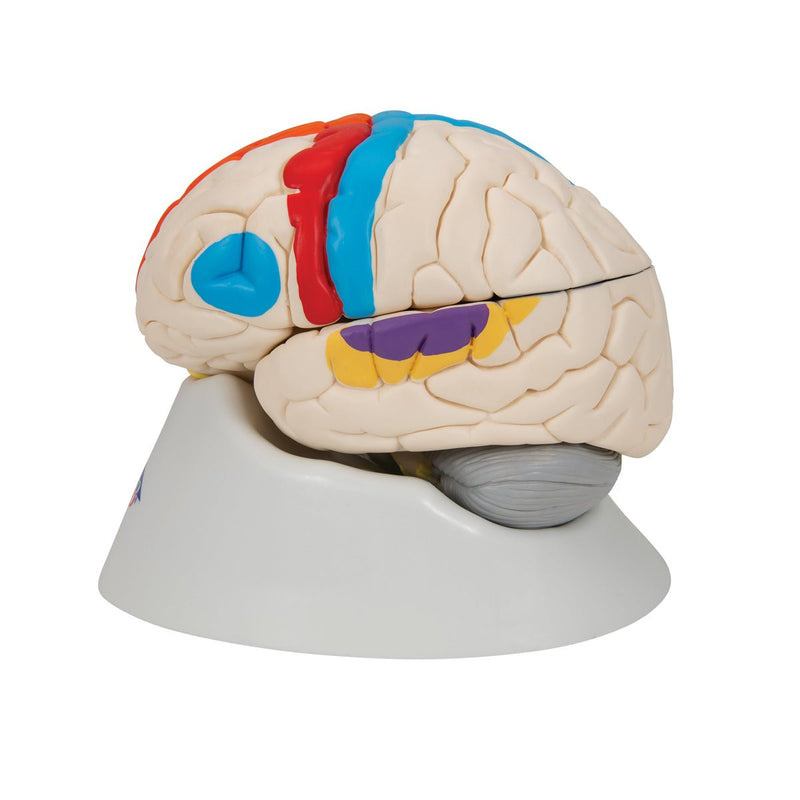 Neuro-Anatomical Brain, 8 part