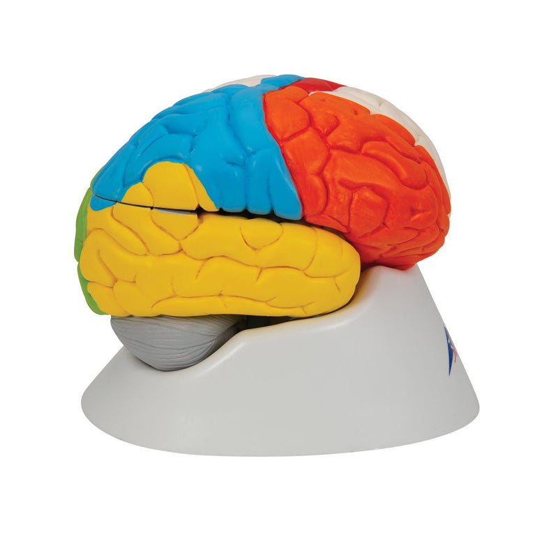 Neuro-Anatomical Brain, 8 part