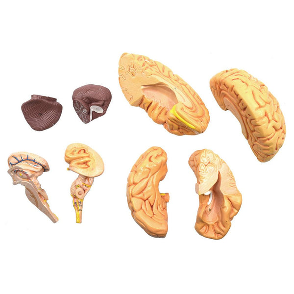 Numbered Skull Model, 3D Brain, Cervical Vertebrae - Natural Size